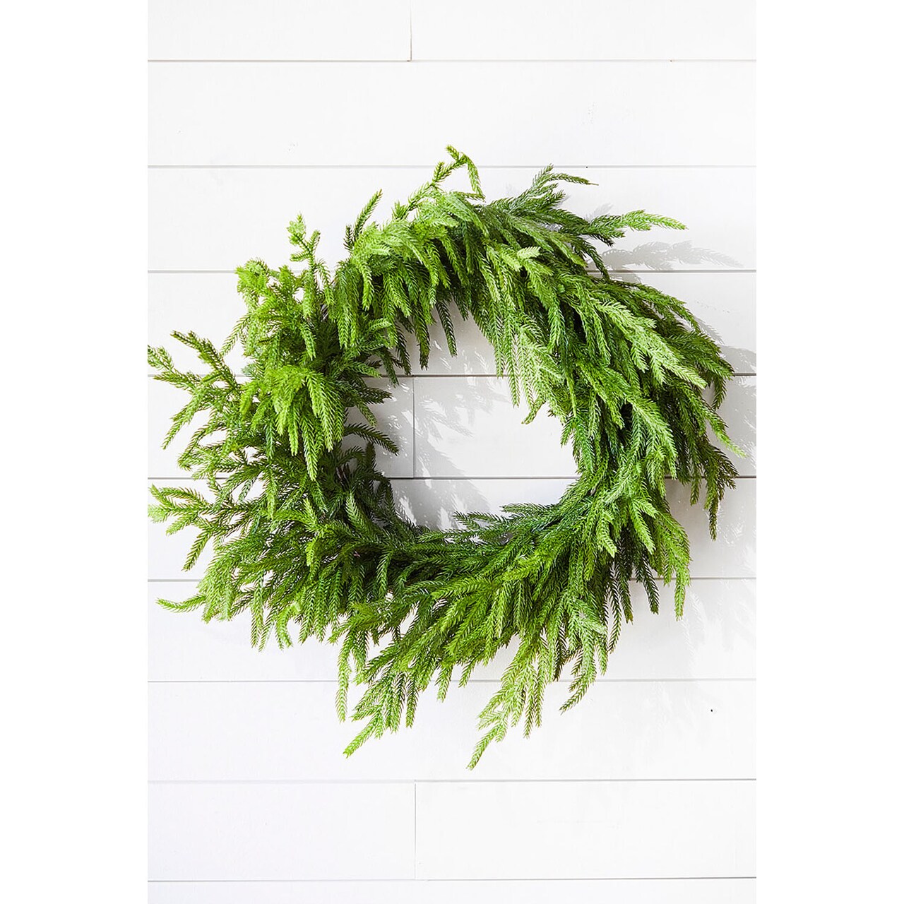 24” Just Cut Norfolk Pine Wreath Fresh & Lush Holiday Decoration